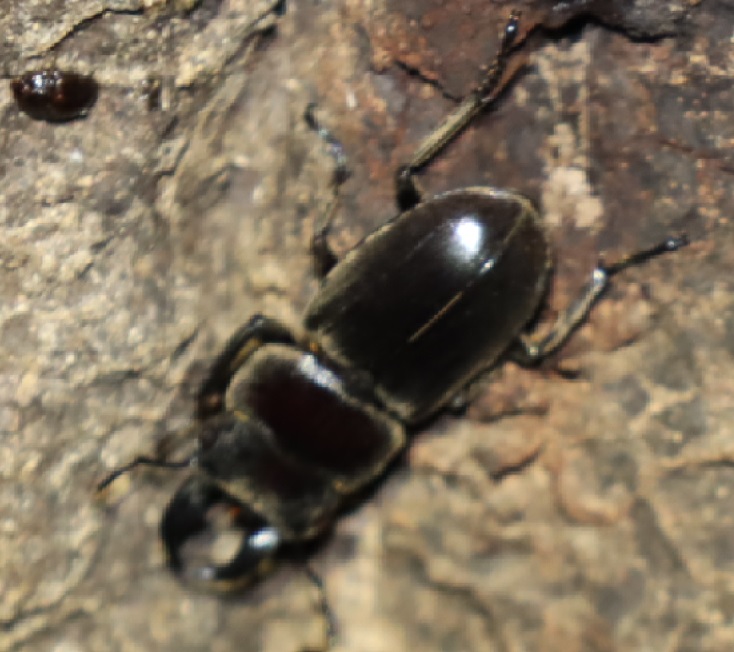 ヒラタクワガタ♂(近景)_230527_クワガタ達のオアシス _2023年5月27日19時50分気温19.7度